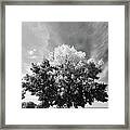 Tree And Benches 9064 Framed Print