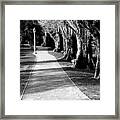 Tree And Pathway 2 Of 6 Framed Print