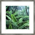 Tree Ferns El Yunque National Forest Framed Print