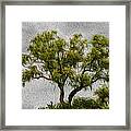 Tree In The Wind Framed Print