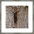 Tree Knot Naughty - Or Knaughty Knot Not Framed Print