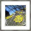 Tree Lichen Framed Print