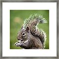 Tree Rat #2 Framed Print