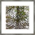 Tree Reflection Framed Print