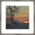 Tree Silhouette At Sunset Framed Print