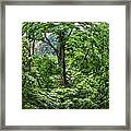 Tree Swirl Framed Print