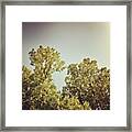 #tree #trees #sky #plants #clouds Framed Print