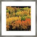 Trees In Fall Colors, Denali Framed Print