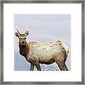 Tule Elk Yearling Bull Point Reyes Framed Print