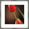 Tulip Dew Framed Print