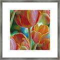 Tulip Fascination Framed Print