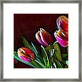 Tulip Traced Incandescence Framed Print