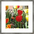 Tulips In The Sunshine Framed Print