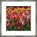 Tulips Framed Print