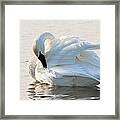 Tumpeter Swan Framed Print