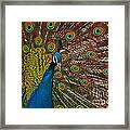 Turquoise And Gold Wonder Framed Print