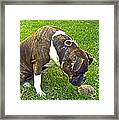 Turtle Love Framed Print