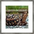 Turtle Shine Framed Print