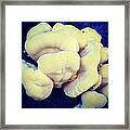 Twilight Fungi Framed Print