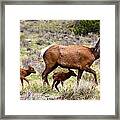 Twin Elk Calves Framed Print