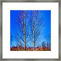 Twin Trees At South Platte Park Framed Print