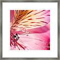 Twirl And Curl Framed Print
