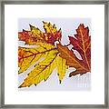 Two Autumn Maple Leaves Framed Print