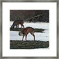 Two Deer Grazing Framed Print