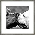 Two Dogs Kissing Framed Print