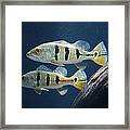 Two Fish Not Blue Fish Framed Print