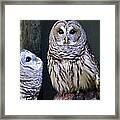 Two Little Owls Framed Print