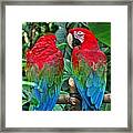 Two Parrots Framed Print