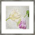 Two Tulips Framed Print