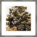 Under The Magnolia Tree Framed Print