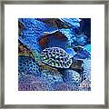 Underwater Paradise Framed Print