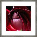 Unfolding Rose Framed Print