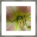 Up Close And Personal Beauty Framed Print