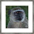 Vervet Monkey Looking Up Framed Print