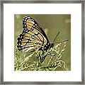 Viceroy Butterfly Framed Print