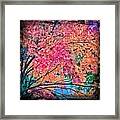 Vine Maple - Fall Color Framed Print