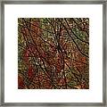 Vines And Twines Framed Print
