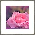 Vintage Pink Rose Framed Print