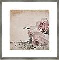 Vintage Roses Framed Print