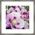 Violet Poppy Flowers ! Framed Print