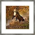 Vixen By The River Framed Print