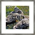 Wading Framed Print