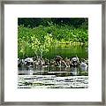 Wakulla Springs Wildlife Framed Print
