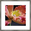 Warm Bloom I Framed Print