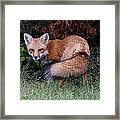 Wary Fox Framed Print