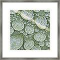 Water Droplets On Leaf, Annapolis Framed Print